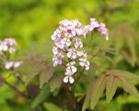 Cardamine macrophylla